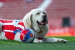 Girona FC_v_Albacete_DSC_0510.jpg